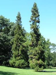 Image result for Cryptomeria