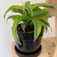 Turn your house & garden into a green oasis. Dracaena Lemon Surprise Lemon Lime Home Furniture Gardening On Carousell