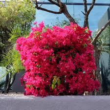 Image result for Bougainvillea