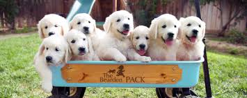 The english crèmes originated in europe and tend to have better overall health certifications than the american golden retrievers. The Bearden Pack Golden Retriever Breeder Southern California The Bearden Pack