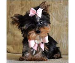 Teacup Morkie Maltese Yorkie Mix Teacup Dogs Puppies Yorkie Puppy Yorkie Puppy For Sale