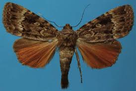 Image result for Autographa gamma