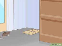 Qualcuno si è introdotto in casa tua. 3 Modi Per Far Uscire Un Topo Da Casa Wikihow