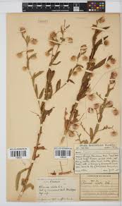 Image result for Laggera crispata