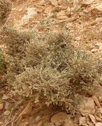 Image result for Seddera