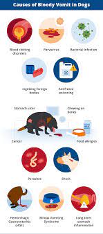 Why Is My Dog Vomiting Blood Canna Pet