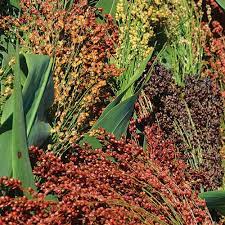 Mixed Colors Broomcorn Sorghum Seed Savers Exchange Broom Corn Garden Catalogs Sorghum