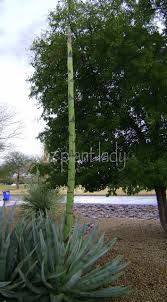 Check spelling or type a new query. Flowering Stalk Flowering Once In A Lifetime Azplantlady Com