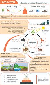 Rantai makanan sisa/detritus merupakan jenis rantai makanan yang diawali atau dimulai dari detrivitor. Rantai Makanan Dan Jaring Makanan Contoh Dan Pengaruh Risalandi