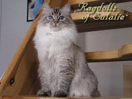 Ideal owners for ragdoll cats. Seal Lynx Colorpoint Cats Siamese Cats Ragdoll Cat