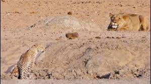 Zubatman and fletchling the boy wonder. Leopard Walks Right Into A Lion Youtube