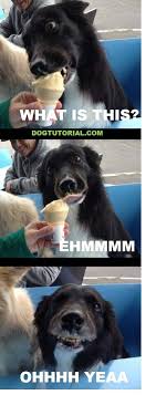 Dog Ice Cream Meme Dogtutorial Com Cute Animals Funny Animal Pictures Animals