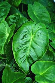 Image result for Remusatia