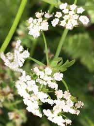 Image result for Berula erecta