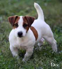 Jenny is one of two sisters i got from strawberry springs jack russell. Jack Russell Short Online