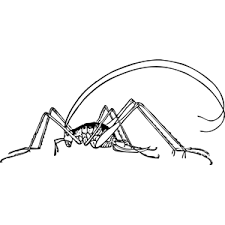 A phobia is a strong fear about a specific thing or situation. Korean Fear Of Insects Joinus World