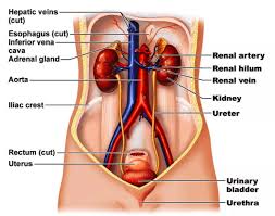 Emerging from the hilum is the renal pelvis, which is formed from the major and minor calyxes in the kidney. Urinary System Diagram Quizlet