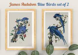 Blue Birds Print Set, Botanical Prints, Vintage Bird Prints, Audubon Bird  Prints, Magnolia, Audubon Birds, Living Room Art, Botanical Print - Etsy