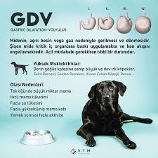 Veteriner Pinleri Panosundaki Pin