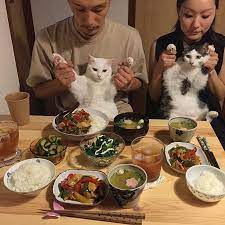 Japanese Couple Captures Every Time Their Cats Watch Them Eat Cat Watch Japanese Couple Japanese Cat