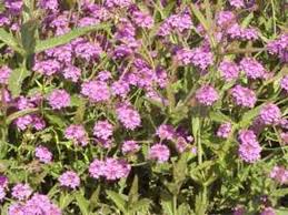 Image result for Barleria rigida