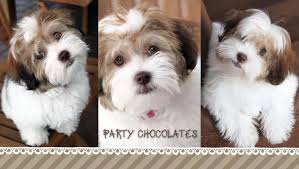 This breed puppies treat everyone as a friend. Havanese Puppies For Sale