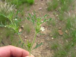 Image result for Chascanum