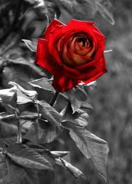 Black And White Rose Background Gothic Red And White Roses White Roses Background Black And White Roses