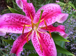 These bright pink stargazer lilies dressed in clean white edges are sure to make anyone's day when delivered to their doorstep. A Guide To Growing Spectacular Stargazer Lilies Dengarden
