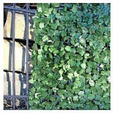 Largest range of faux ivy privacy screen types for reference. Aleko 94 X 39 Faux Ivy Privacy Fence Screen Artificial Fencing Outdoor Decor Ebay