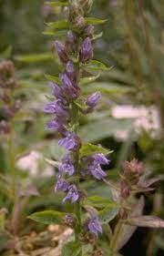 Virginische Lobelia Plantengids Groenrijk