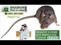 The most effective rodent control. Pest Control Service Near Me Youtube