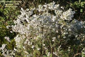 Image result for Eriocephalus microphyllus