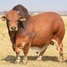 This term refers to crossbred offspring who. Boran Bulls Weigh Upto Approximately 500kg To 850kg
