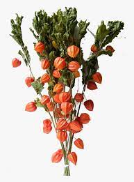 Maybe you would like to learn more about one of these? Chinese Lantern Flowers Png Free Pic Artificial Chinese Lantern Flowers Uk Transparent Png Kindpng