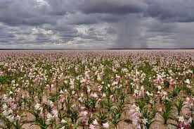 Image result for Crinum paludosum