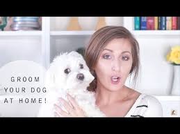 Gorgeous male haircuts for round faces. How To Groom Your Dog At Home Maltese Grooming Youtube