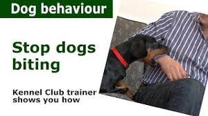 How To Stop A Puppy From Biting Expert Advice From A Kennel Club Expert Youtube