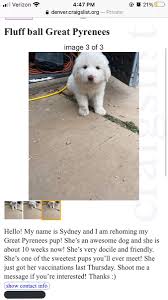 Denver.craigslist has a high google pagerank and bad results in terms of yandex topical citation index. Pattrik Perez On Twitter This Is Luna She S A Great Pyrenees Puppy She S Currently Fighting Parvo At A Vet Clinic In Wheat Ridge Her Owner Is Having To Come Up With 1 200