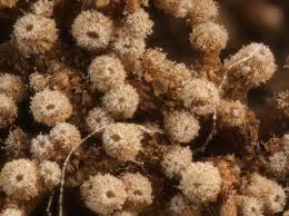 Image result for Pycreus gracillimus