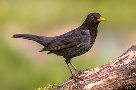 Like many brightly coloured robins of the family petroicidae, it is sexually dimorphic. British Garden Birds Identification Guides Bird Spot