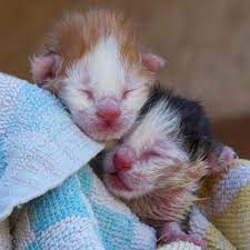 Here S How To Care For Young Orphaned Kittens Newborn Kittens Kitten Care Kitten Season