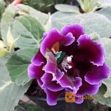 Kuning, orange, dan merah, bunganya sepanjang tahun. Bibit Bunga Gloxinia Ungu Kab Nganjuk Jualo