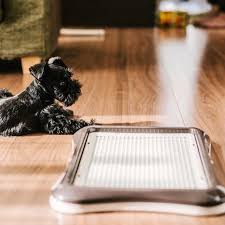 子犬のミニチュアシュナウザーに最適な餌 パピー用ペットフード ミルク ふやかし方は ミニシュナブログlatte soundlink mini bose soundlink mini speaker