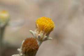 Image result for Laggera decurrens