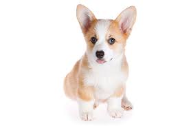 We breed all colors of pembroke welsh corgis including black & red headed tris, sables, red/whites with traditional and unique markings. Pembroke Welsh Corgi Dog Breed Information