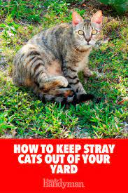 How To Keep Cats Out Of Your Yard Cat Repellant Outdoor Cats Cat Repellant