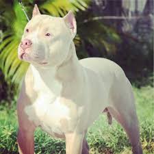 Fawn And White Pittie Pitbull Puppies Pitbull Terrier American Pitbull Terrier