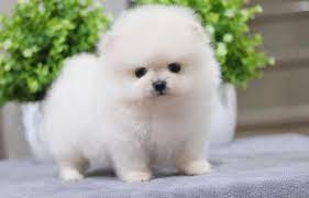 ankara pomeranian boo ciftligi ankara veterinerler
