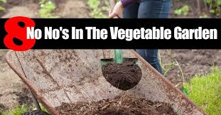 Here's how to pick between wood chips, grass clippings, straw the ultimate mulch guide: 8 No No S In The Vegetable Garden